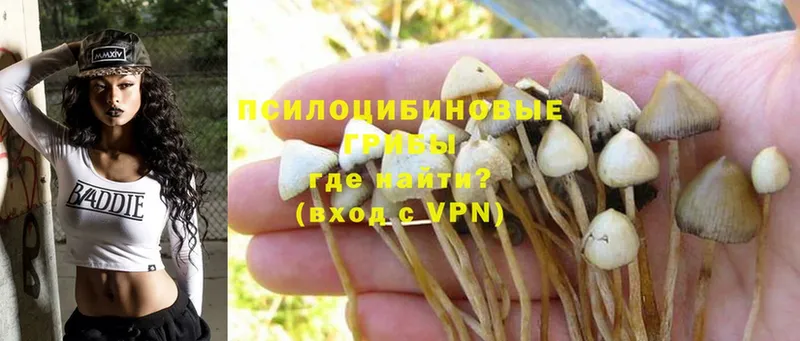 наркота  Котельники  Галлюциногенные грибы MAGIC MUSHROOMS 